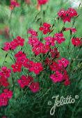 Dianthus deltoides 'Erectus'